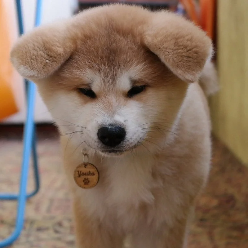 Kişiye Özel - Ahşap Kedi köpek Tasma Kimlik