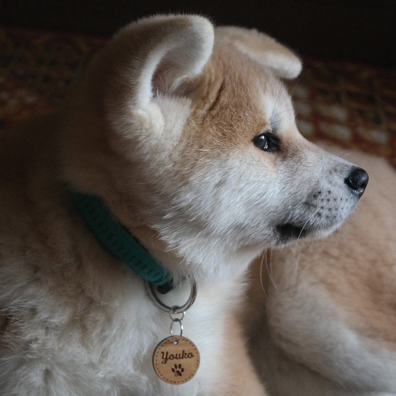 Kişiye Özel - Ahşap Kedi köpek Tasma Kimlik