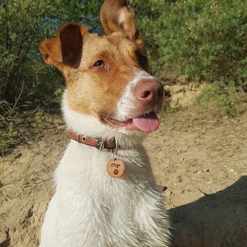 Kişiye Özel - Ahşap Kedi köpek Tasma Kimlik