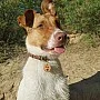 Kişiye Özel - Ahşap Kedi köpek Tasma Kimlik