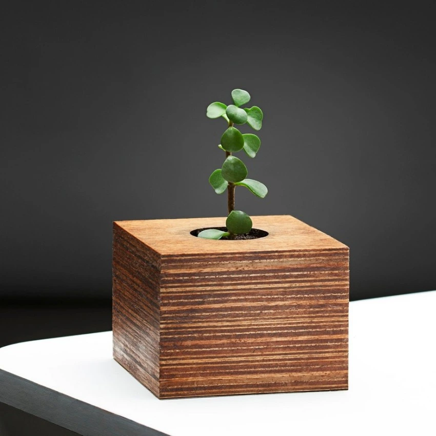 Kişiye Özel - Ahşap Mini Saksı Özel Tasarım