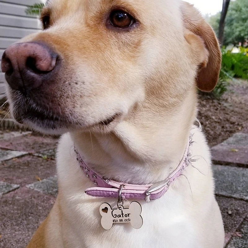 Kişiye Özel - Ahşap Kemik Modelli Köpek Tasma Kimlik Madolyonu